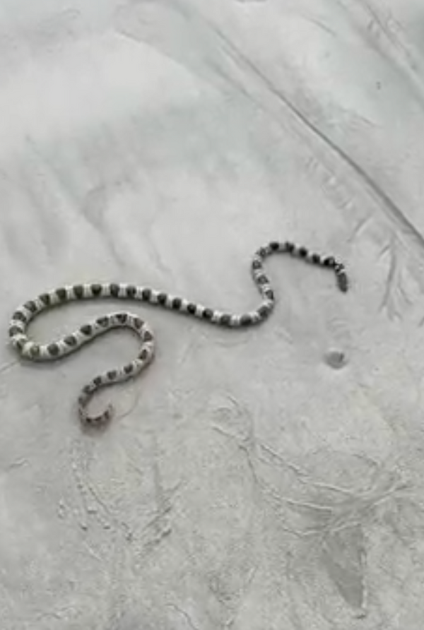 Day 19 Hum of the Earth Crackle of the Sky Tour 1,000 mile beach and a venomous water snake