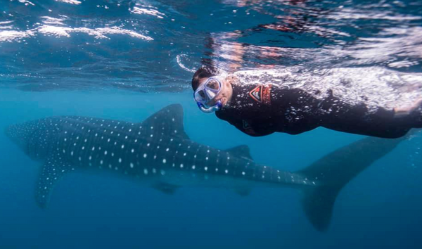 Day 23 Hum of the Earth Crackle of the Sky Tour Whale Shark Swim Ningaloo 