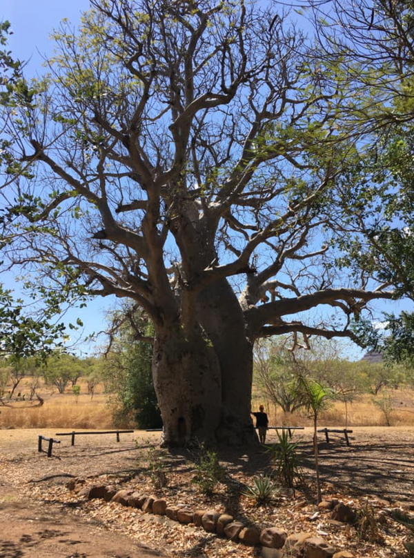 Day 28 Hum of the Earth Crackle of the Sky Tour magnificent Boab Tree